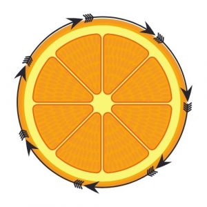 orange fruit circle